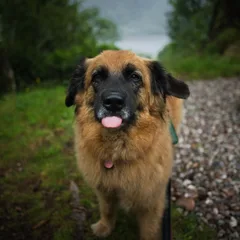 Leonberger