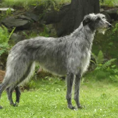 Lévrier Écossais