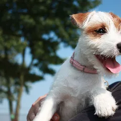 Parson Russell Terrier