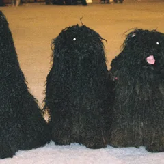 Puli