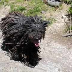 Puli