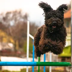 Pumi