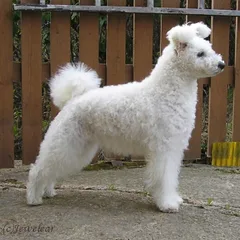 Pumi