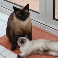 Siamois