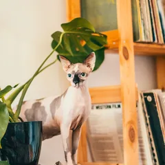 Sphynx