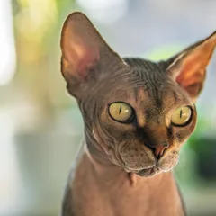 Sphynx