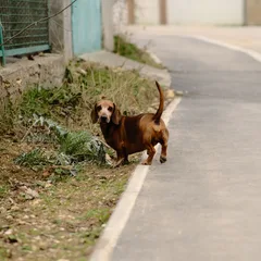 Teckel