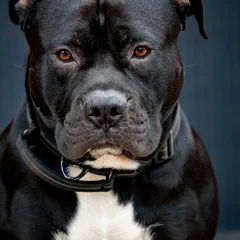Staffordshire Bull Terrier