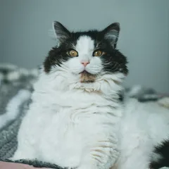 Selkirk Rex