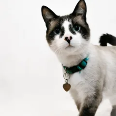 Snowshoe