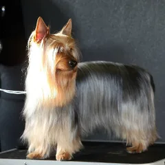 Silky Terrier