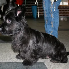 Skye Terrier