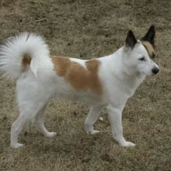 Norrbottenspets
