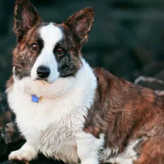 Welsh Corgi Cardigan
