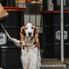 Welsh Springer Spaniel
