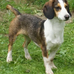 Basset de Westphalie