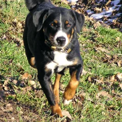 Bouvier d'Appenzell