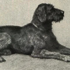Braque allemand à poil dur