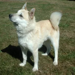 Buhund Norvégien
