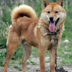 Koreanischer Jindo