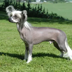 Chien chinois à crête