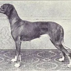 Ancien chien d'arrêt danois