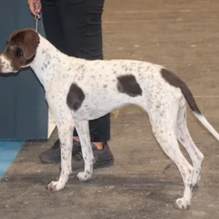 Oude Deense staande hond