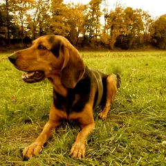 Greek Harehound