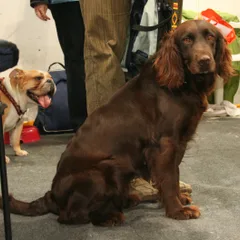 Chien d'Oysel