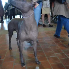 Chien nu mexicain