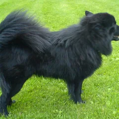 Chien suédois de Laponie