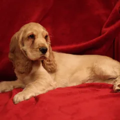 Cocker Spaniel anglais