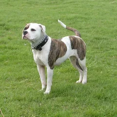 Bouledogue Américain