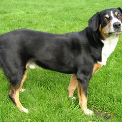 Bouvier de l'Entlebuch