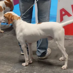 Chien courant d'Istrie à poil ras