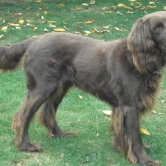German Longhaired Pointer