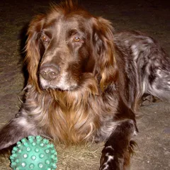 Duitse staande hond langhaar