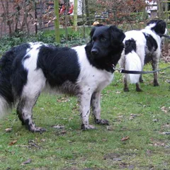 Friese staande hond