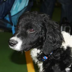 Chien d'eau frison