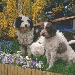 Chien d'eau espagnol