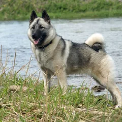 Elkhound norueguês cinzento