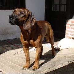Hanover Hound