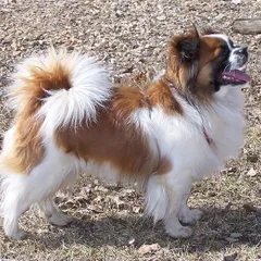 Spaniel Tibetano