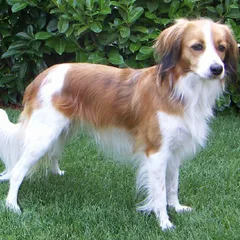 Petit chien hollandais de chasse au gibier d'eau