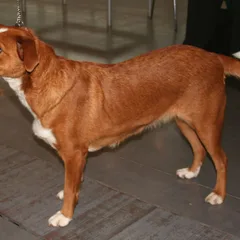 Pinscher austríaco de pelo corto