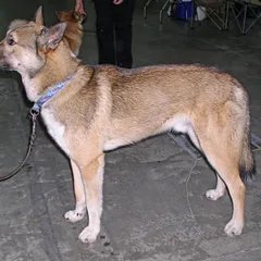 Laika de Siberia oriental