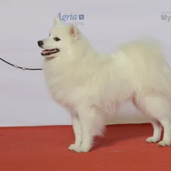 Spitz Japonais