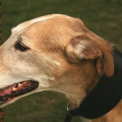 Galgo polaco