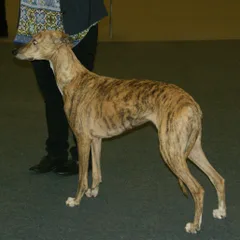 Levriero Ungherese