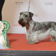 Terrier tchèque